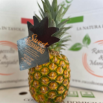 Ananas maturata in pianta