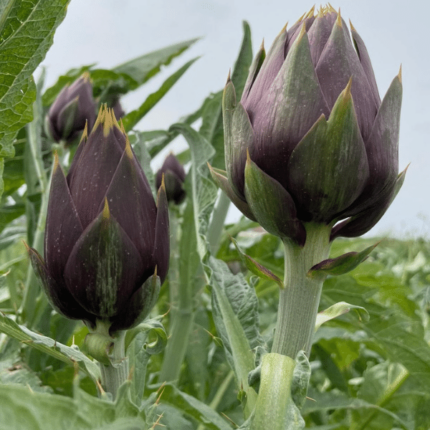 5 Carciofi Spinosi