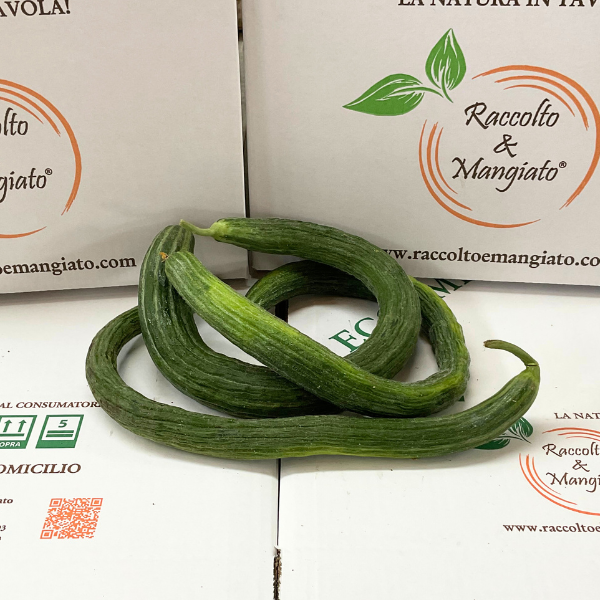 cetrangolo-tortarello.png