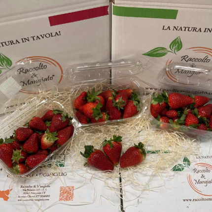 Confezione Fragole 3 vaschette da 250 gr
