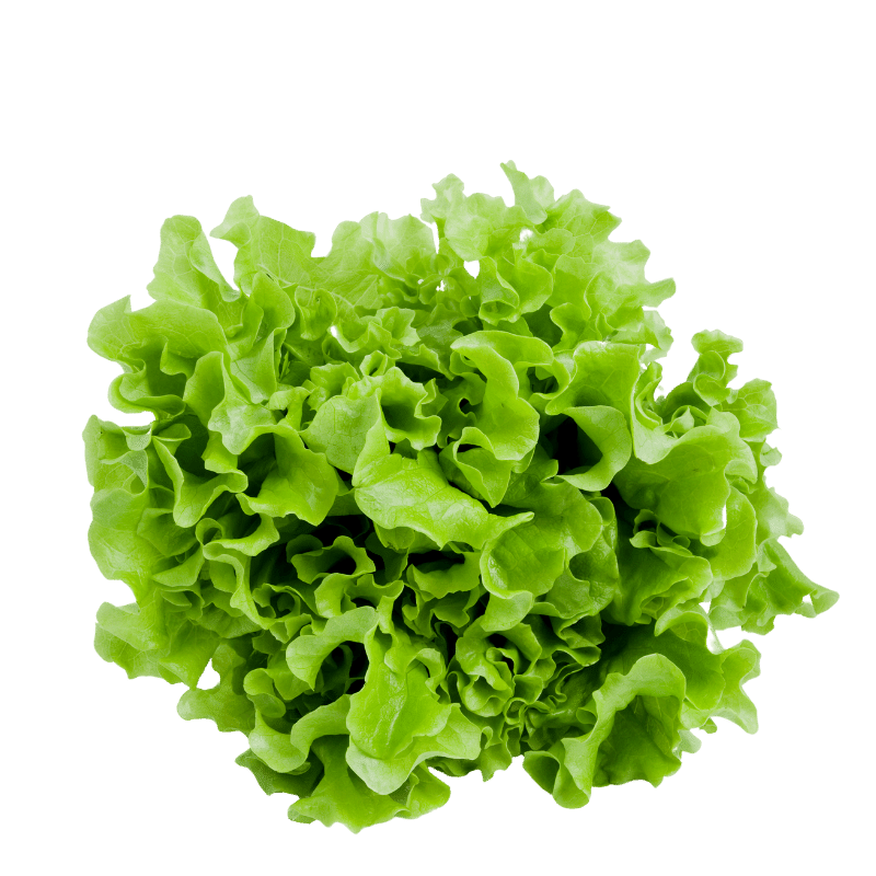insalata_gentilina_di_sicilia.png