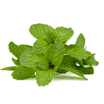 Menta fresca in busta da 60 gr