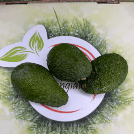 Avocado hass