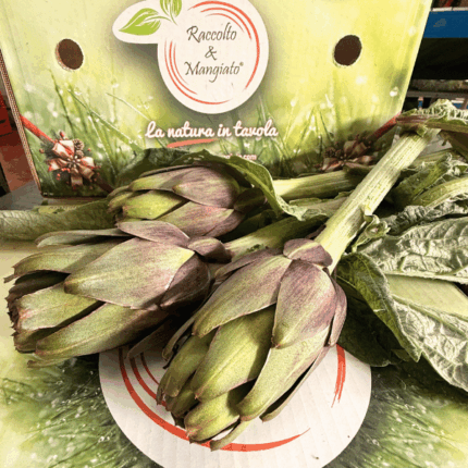 Carciofi Violetto