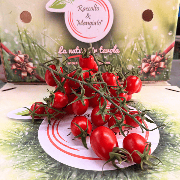 pomodoro datterino rosso prodotto