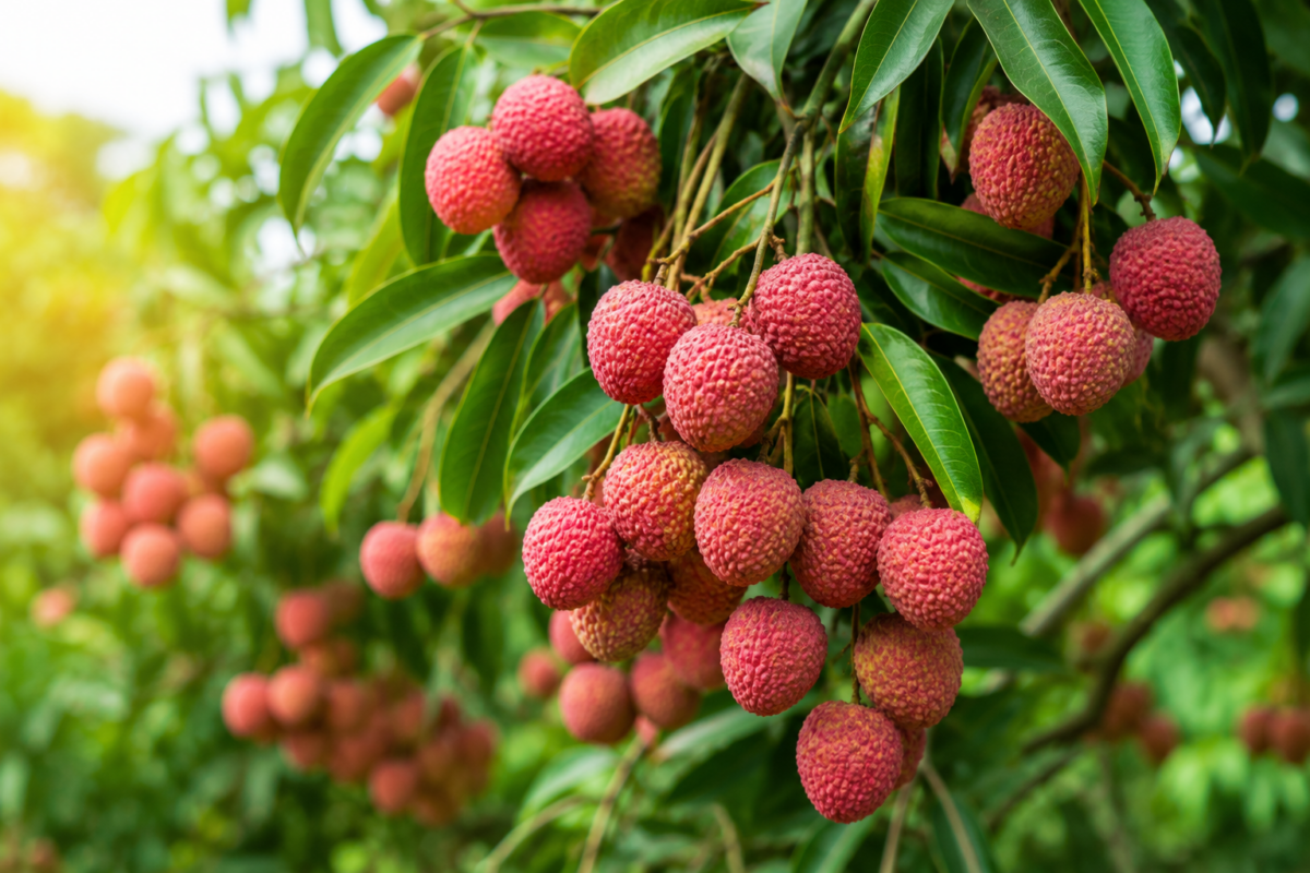 Litchi siciliano sulle piante 